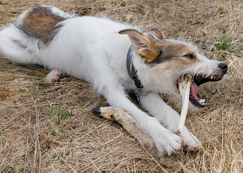 Kopie von Felix Südtirol D35_4776 als Smart-Objekt-1 Kopie.jpg - Wir dachten das wir spinnen plötzlich hatte Felix ein Rehbein in der Schnautze und kaute genüßlich daran rum.